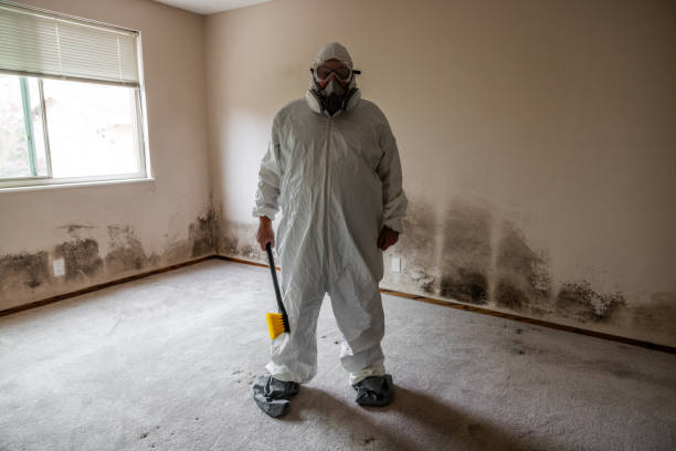 Trusted Derby, CT Mold Inspection, Removal & Remediation Experts